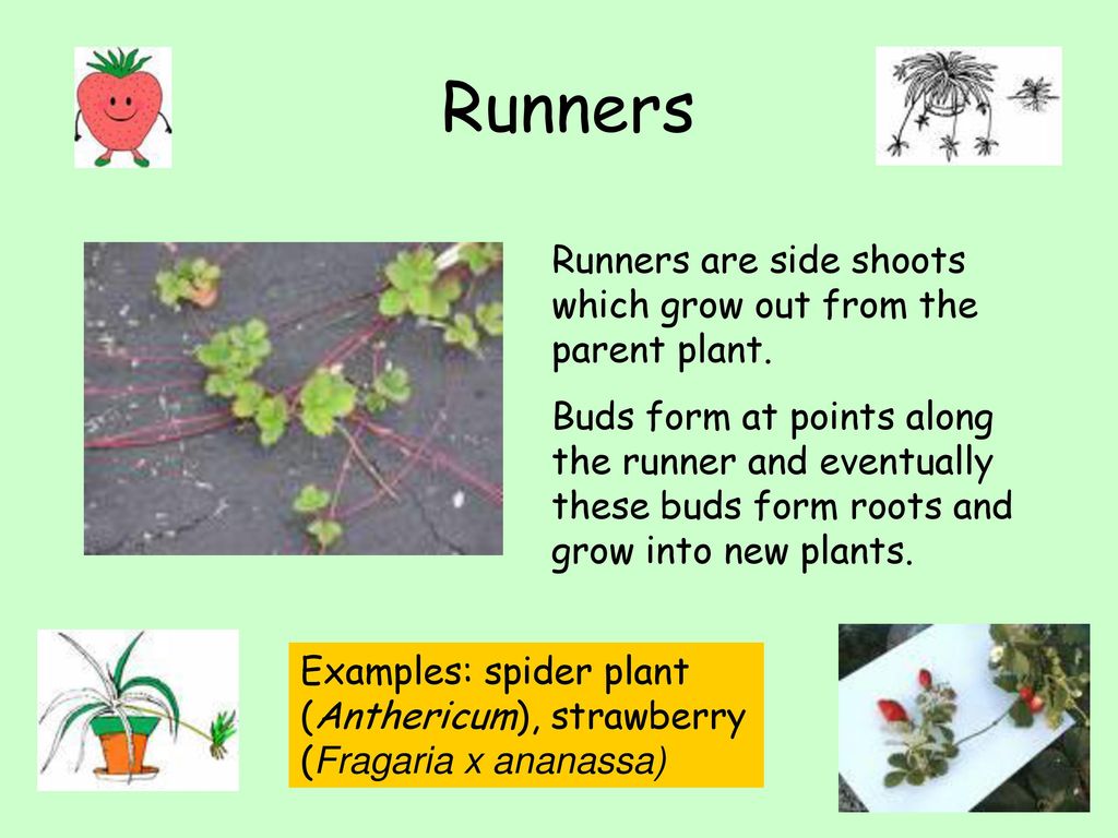 Runner 2024 in biology